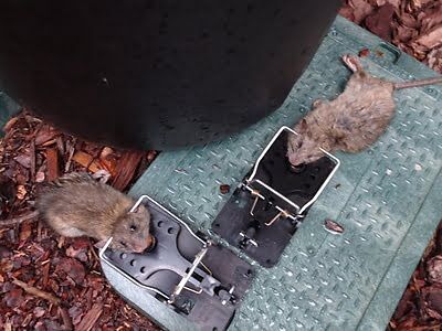 rodent trapping